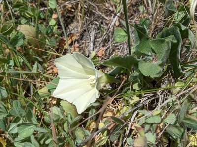 Calystegia subacaulis, photographed by Ken-ichi Ueda