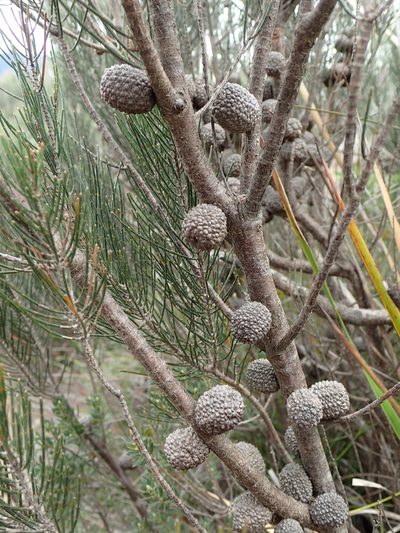 Allocasuarina nana, photographed by ronavery