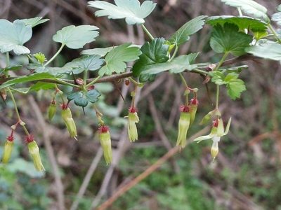Ribes californicum, photographed by Ken-ichi Ueda