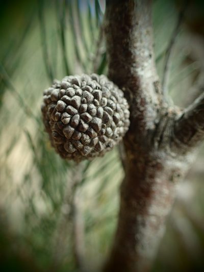 Allocasuarina nana, photographed by ronavery