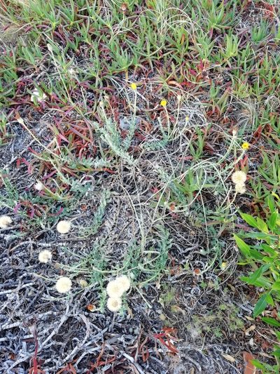 Noticastrum acuminatum, photographed by Agustina Medina