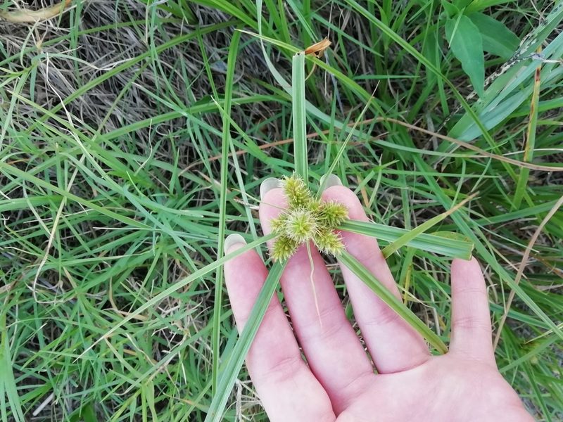 Cyperus aggregatus, photographed by Agustina Medina