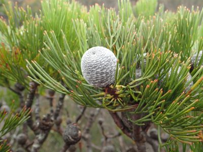 Isopogon anethifolius, photographed by ronavery