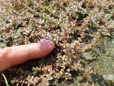 Thyridia repens, photographed by Arnim Littek