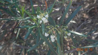 Ornithostaphylos oppositifolia, photographed by Chao Shi