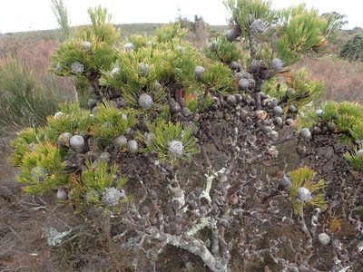 Isopogon anethifolius, photographed by ronavery