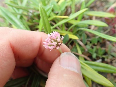 Trifolium fragiferum, photographed by Arnim Littek