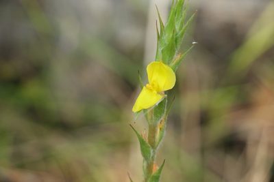 Philydrum lanuginosum, photographed by Greg Tasney