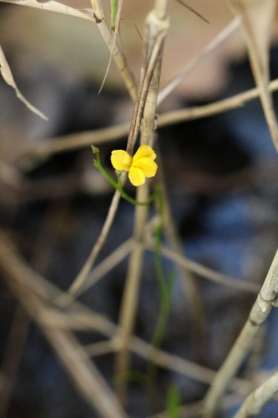 Goodenia stelligera, photographed by Greg Tasney