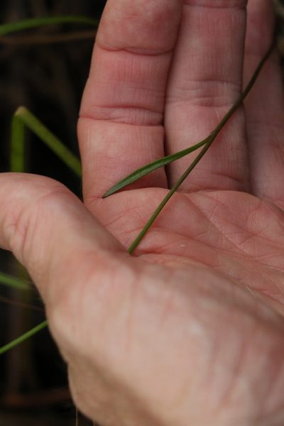 Goodenia stelligera, photographed by Greg Tasney