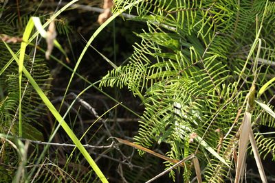 Gleichenia dicarpa, photographed by Greg Tasney