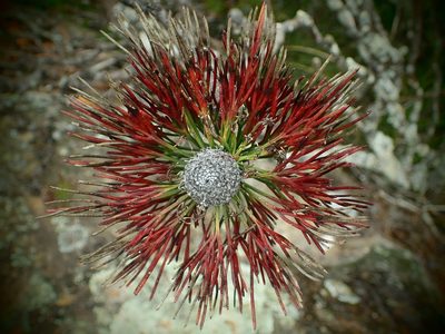 Isopogon anethifolius, photographed by ronavery