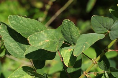 Desmodium tortuosum, photographed by Greg Tasney