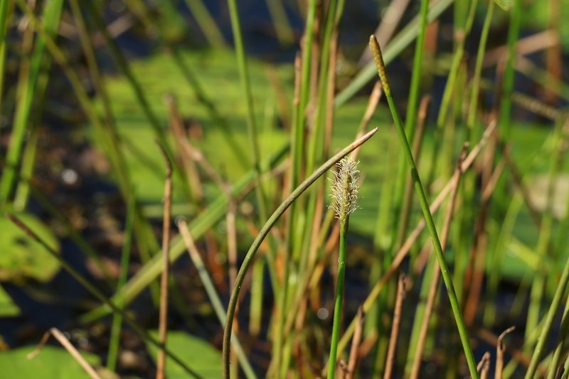 Eleocharis dulcis, photographed by Greg Tasney