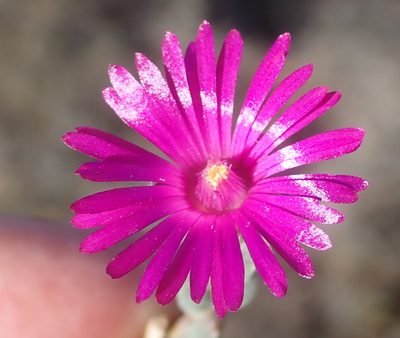 Delosperma neethlingiae, photographed by Nicola van Berkel