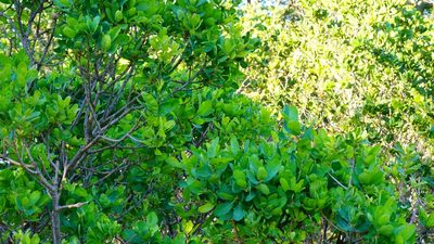 Quercus douglasii, photographed by Michael Warner