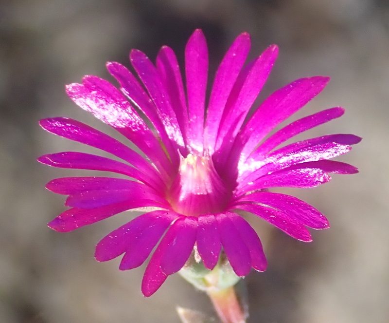 Delosperma neethlingiae, photographed by Nicola van Berkel