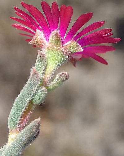 Delosperma neethlingiae, photographed by Nicola van Berkel