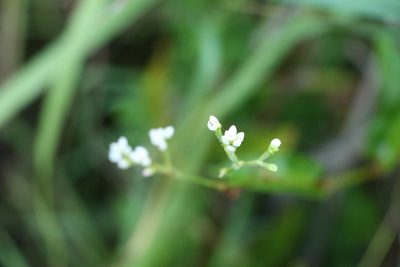 Persicaria strigosa, photographed by Greg Tasney