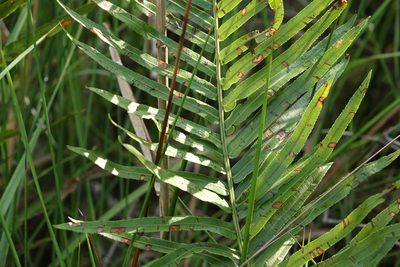 Telmatoblechnum indicum, photographed by Greg Tasney