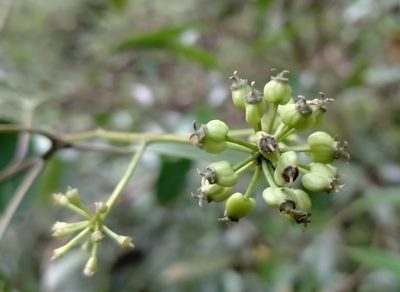 Raukaua simplex, photographed by John Barkla