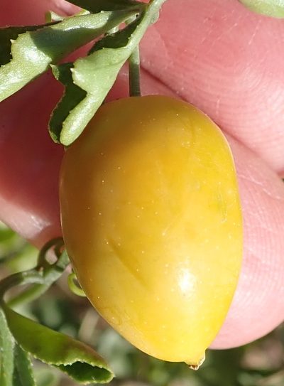 Kedrostis africana, photographed by Nicola van Berkel