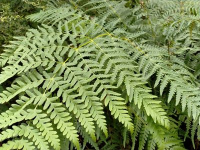 Histiopteris incisa, photographed by John Barkla