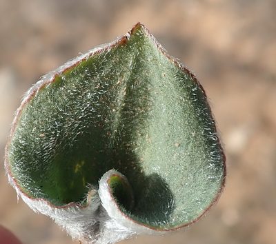 Eriospermum pubescens, photographed by Nicola van Berkel