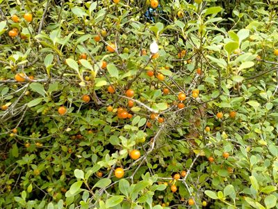 Coprosma foetidissima, photographed by John Barkla