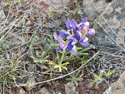 Lupinus nanus, photographed by Dutza K.
