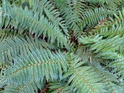 Polystichum vestitum, photographed by John Barkla