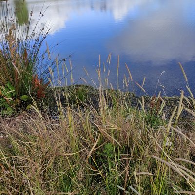 Phleum pratense, photographed by Jenny Saito