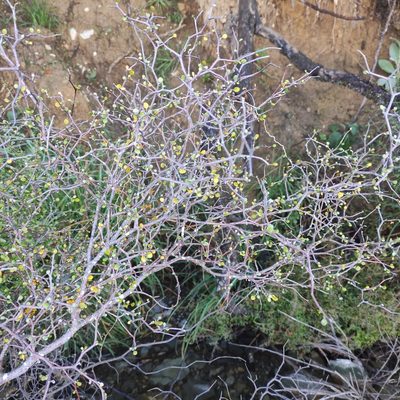Corokia cotoneaster, photographed by Jenny Saito