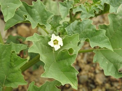Datura ferox, photographed by Naturalist Tours
