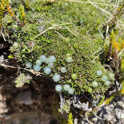 Coprosma petriei, photographed by Jenny Saito