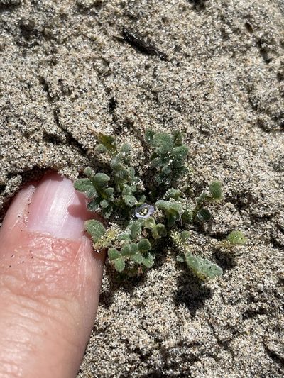 Phacelia stellaris, photographed by Sula Vanderplank