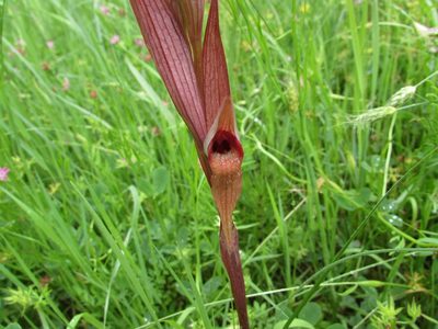 Serapias vomeracea, photographed by andrea ungaro
