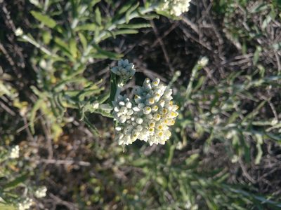 Pseudognaphalium biolettii, photographed by cameronnemo