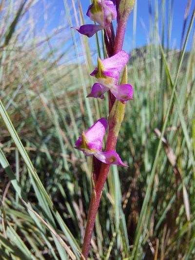 Disperis tysonii, photographed by Manuel R Popp