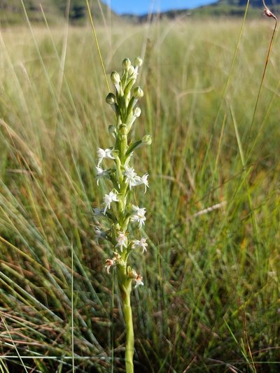 Habenaria dives, photographed by Manuel R Popp