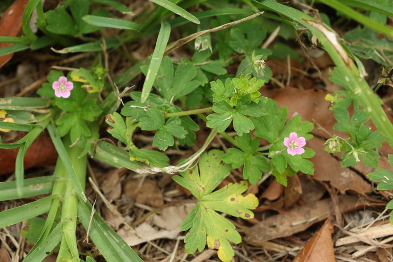 Geranium solanderi, photographed by Greg Tasney