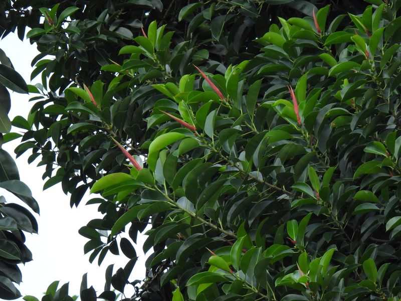 Ficus elastica, photographed by Samuel Lee