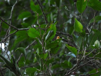 Ficus benjamina, photographed by Samuel Lee