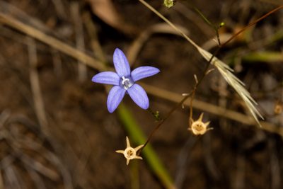 Wahlenbergia gracilis, photographed by T. Hammer