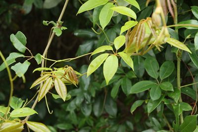 Apocissus hypoglauca, photographed by Greg Tasney