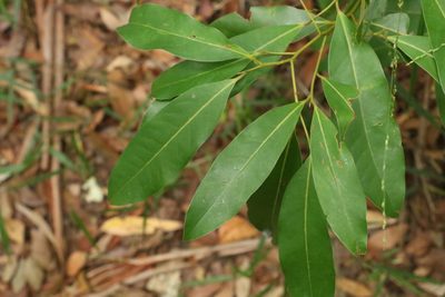 Cryptocarya glaucescens, photographed by Greg Tasney