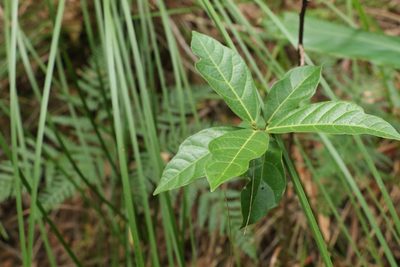 Ficus fraseri, photographed by Greg Tasney