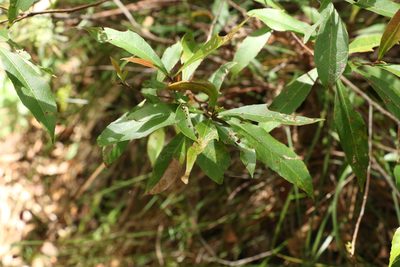 Elaeocarpus reticulatus, photographed by Greg Tasney