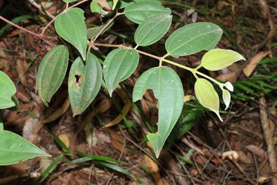 Rhodamnia rubescens, photographed by Greg Tasney