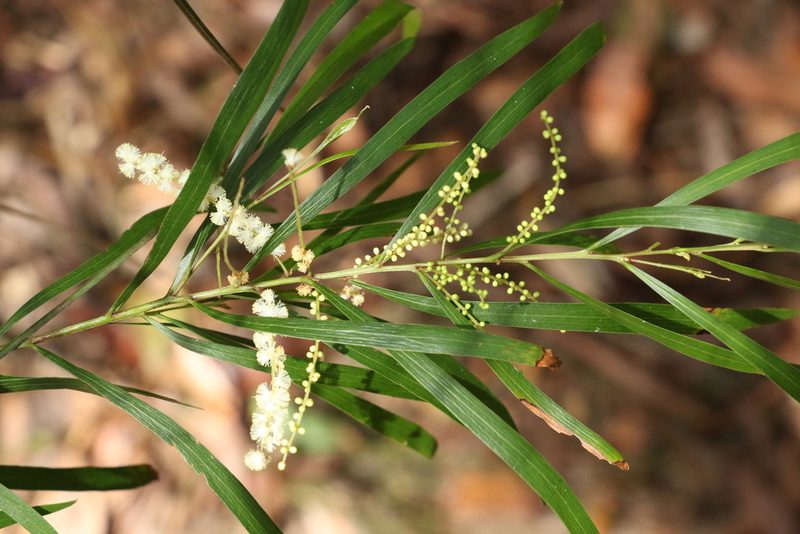 Acacia longissima, photographed by Greg Tasney